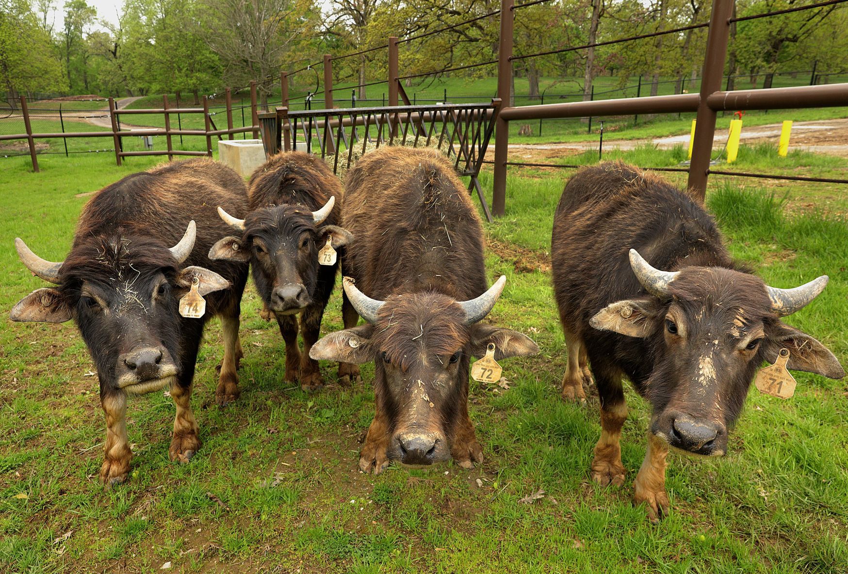 Grant's Farm to open its 65th season with new animals